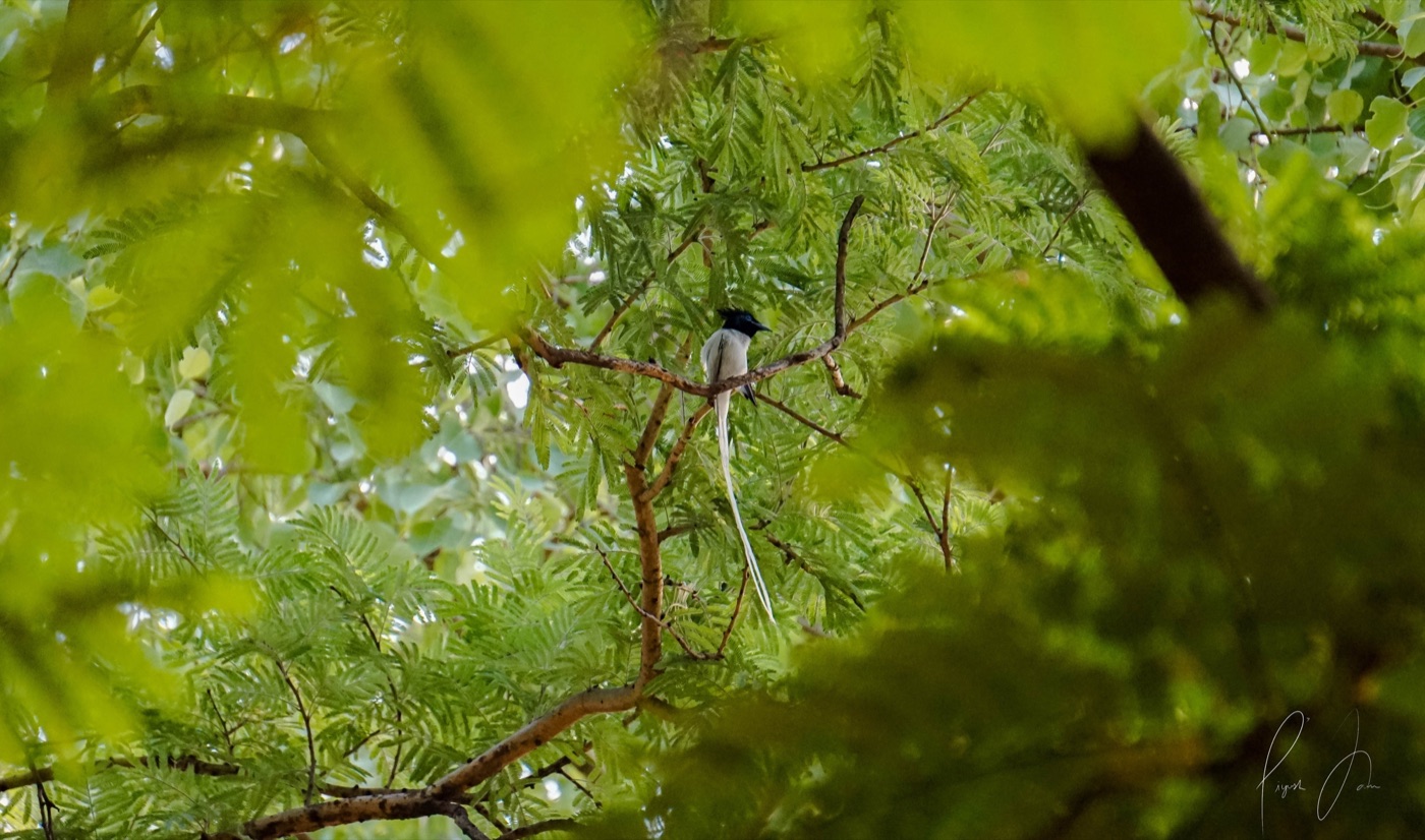 A bird perched among bright green branches