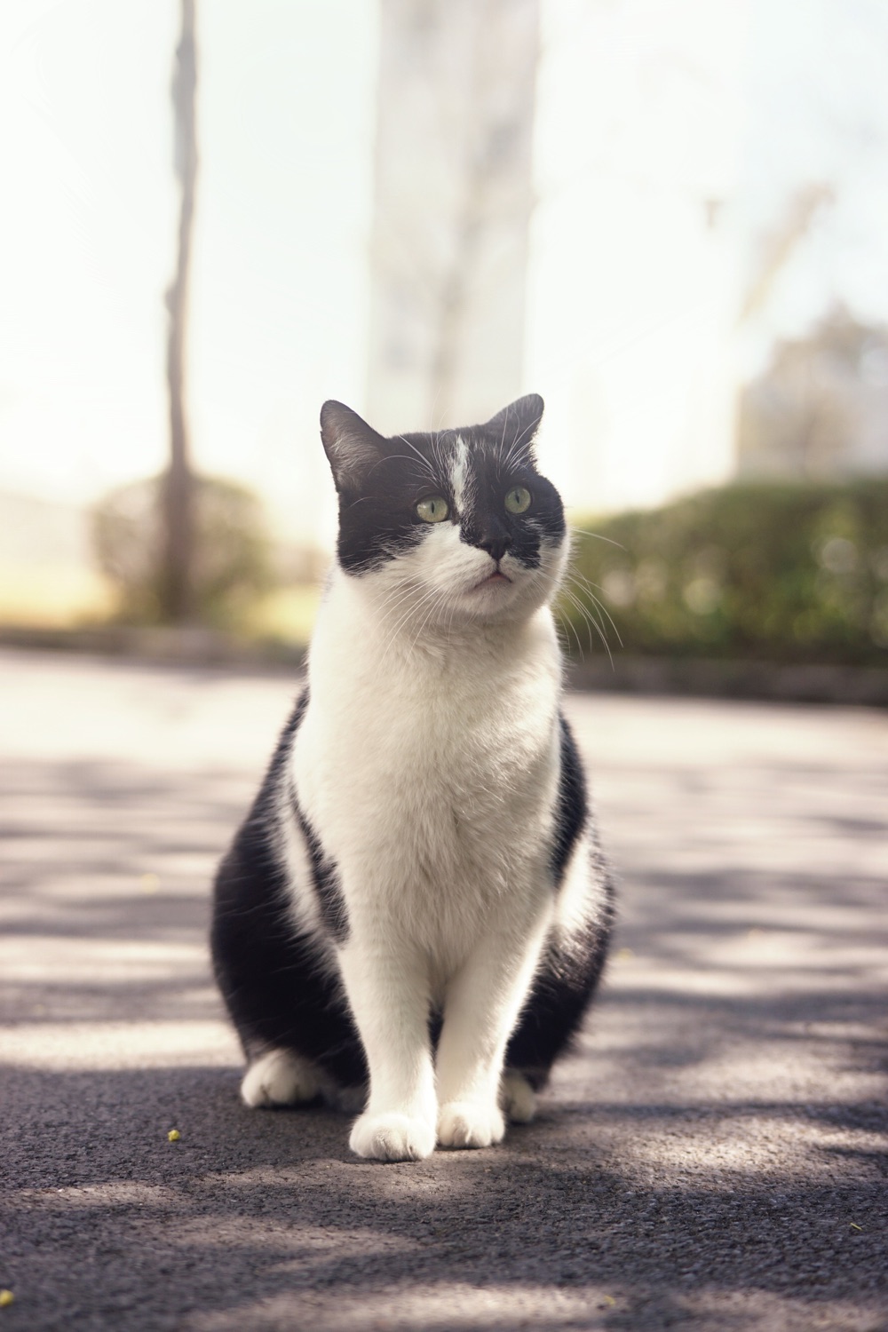 Gustave, the black and white cat at EDHEC
